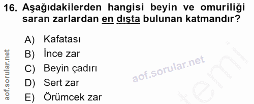16. soru: Aşağıdakilerden hangisi beyin ve omuriliği saran zarlardan en dışta bulunan katmandır? A) Kafatası B) ince zar C) Bey…