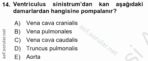 14. soru: Ventriculus sinistrum'dan kan aşağıdaki damarlardan hangisine pompalanır? A) Vena cava cranialis B) Vena pulmonales C…
