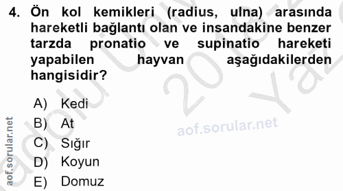 4. soru: Ön kol kemikleri (radius, ulna) arasında hareketli bağlantı olan ve insandakine benzer tarzda pronatio ve supinatio®…