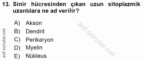 13. soru: Sinir hücresinden çıkan uzun sitoplazmik uzantılara ne ad verilir? A) Akson B) Dendrit Perikaryon D) Myelin E) Nükleus