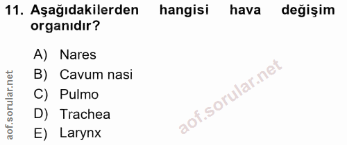 11. soru: Aşağıdakilerden hangisi hava değişim organıdır? A) Nares B) Cavum nasi C) Pulmo D) Trachea E) Larynx