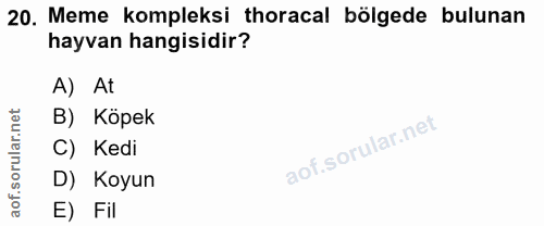 20. soru: Meme kompleksi horacal bölgede bulunan hayvan hangisidir? A) At rular.net B) Köpek C) Kedi D) Koyun aof. E) Fil