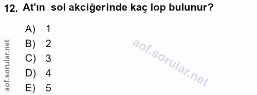 12. soru: At'ın sol akciğerinde kaç lop bulunur? A) 1 B) 2 C) 3 D) 4 E) 5