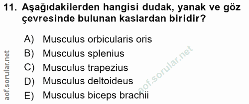 11. soru: Aşağıdakilerden hangisi dudak, yanak ve göz çevresinde bulunan kaslardan biridir? A) Musculus orbicularis oris B) Mus…