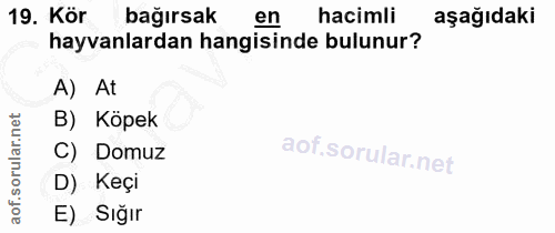 19. soru: Kör bağırsak en hacimli aşağıdaki hayvanlardan hangisinde bulunur? A) At B) Köpek C) Domuz D) Keçi E) Sığır