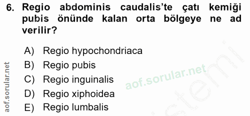 6. soru: Regio abdominis caudalis'te çatı kemiği pubis önünde kalan orta bölgeye ne ad verilir? A) Regio hypochondriaca B) Reg…