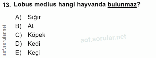 13. soru: Lobus medius hangi hayvanda bulunmaz? A) Sığır At C) Köpek D) Kedi E) Keçi