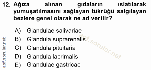 12. soru: Ağıza alınan gıdaların ıslatılarak yumuşatılmasını sağlayan tükrüğü salgılayan bezlere genel olarak ne ad verilir? A)…