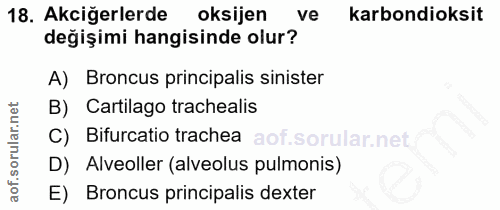 18. soru: Akciğerlerde oksijen ve karbondioksit değişimi hangisinde olur? A) Broncus principalis sinister B) Cartilago tracheal…