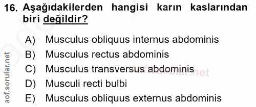 16. soru: Aşağıdakilerden hangisi karın kaslarından biri değildir? A) Musculus obliquus internus abdominis B) Musculus rectus a…