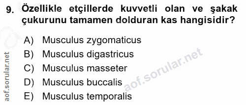 9. soru: Özellikle etçillerde kuvvetli olan ve şakak çukurunu tamamen dolduran kas hangisidir? A) Musculus zygomaticus B) Musc…