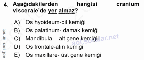 4. soru: Aşağıdakilerden hangisi cranium viscerale'de yer almaz? A) Os hyoideum-dil kemiği B) Os palatinum- damak kemiği C) Ma…