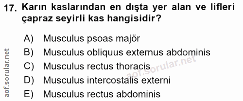 17. soru: Karın kaslarından en dışta yer alan ve lifleri çapraz seyirli kas hangisidir? A) Musculus psoas majör Musculus obliqu…