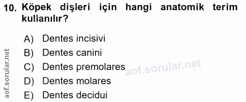 10. soru: Köpek dişleri için hangi anatomik terim kullanılır? A) Dentes incisivi B) Dentes canini Dentes premolares D) Dentes m…