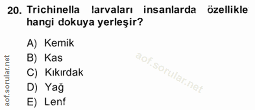 20. soru: Trichinella larvaları insanlarda özellikle hangi dokuya yerleşir? A) Kemik rular.net B) Kas C) Kıkırdak D) Yağ aof. E…
