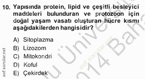 10. soru: Yapısında protein, lipid ve çeşitli besleyici maddeleri bulunduran ve protozoon için doğal yaşam vasatı oluşturan hüc…
