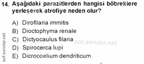 14. soru: Aşağıdaki parazitlerden hangisi böbrekiere yerleşerek atrofiye neden olur? A) Dirofilaria immitis B) Dioctophyma rena…