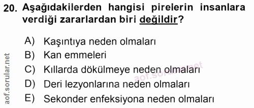 20. soru: Aşağıdakilerden hangisi pirelerin insanlara verdiği zararlardan biri değildir? A) Kaşıntıya neden olmaları B) Kan emm…
