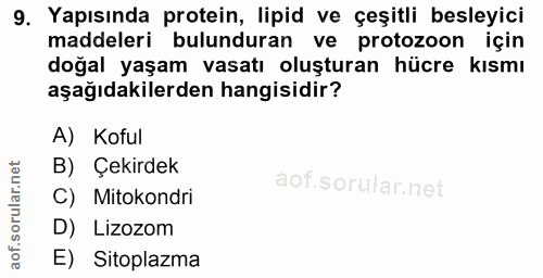 9. soru: Yapısında protein, lipid ve çeşitli besleyici maddeleri bulunduran ve protozoon için doğal yaşam vasatı oluşturan hüc…