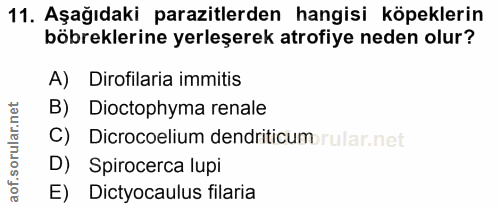 11. soru: Aşağıdaki parazitlerden hangisi köpeklerin böbreklerine yerleşerek atrofiye neden olur? A) Dirofilaria immitis B) Dio…