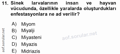 11. soru: Sinek larvalarının insan ve hayvan vücudunda, özellikle yaralarda oluşturdukları enfestasyonlara ne ad verilir? A) Mi…