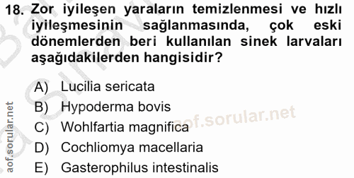 18. soru: Zor iyileşen yaraların temizlenmesi ve hızlı iyileşmesinin saglanmasinda, çok eski dönemlerden beri kullanılan sinek…
