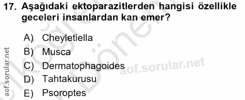 17. soru: Aşağıdaki ektoparazitlerden hangisi özellikle geceleri insanlardan kan emer? A). Cheyletiella B) Musca c) Dermatophag…