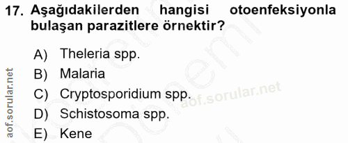 17. soru: Aşağıdakilerden hangisi otoenfeksiyonla bulaşan parazitlere örnektir? A) Theleria spp. B) Malaria C) Cryptosporidium…