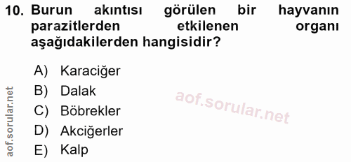 10. soru: Burun akintısı görülen bir hayvanın parazitlerden etkilenen organı aşağıdakilerden hangisidir? A) Karaciğer B) Dalak…