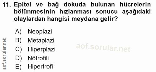 11. soru: Epitel ve bağ dokuda bulunan hücrelerin bölünmesinin hızlanması sonucu aşağıdaki olaylardan hangisi meydana gelir? A)…