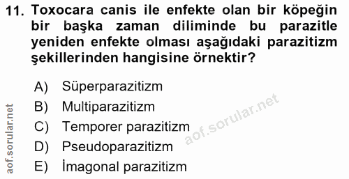 11. soru: Toxocara canis ile enfekte olan bir köpeğin bir başka zaman diliminde bu parazitle yeniden enfekte olması aşağıdaki p…