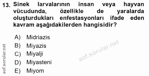13. soru: Sinek larvalarının insan veya hayvan vücudunda, özellikle de yaralarda oluşturdukları enfestasyonları ifade eden kavr…