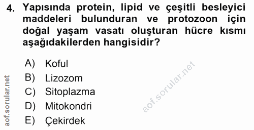 4. soru: Yapısında protein, lipid ve çeşitli besleyici maddeleri bulunduran ve protozoon için doğal yaşam vasatı oluşturan hüc…