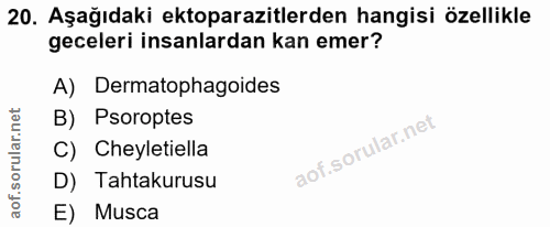 20. soru: Aşağıdaki ektoparazitlerden hangisi özellikle geceleri insanlardan kan emer? A) Dermatophagoides B) Psoroptes C) Chey…
