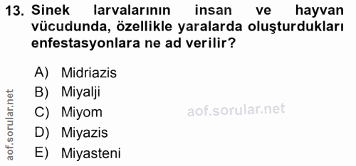 13. soru: Sinek larvalarının insan ve hayvan vücudunda, özellikle yaralarda oluşturdukları enfestasyonlara ne ad verilir? A) Mi…