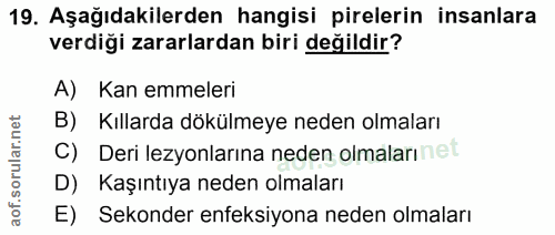19. soru: Aşağıdakilerden hangisi pirelerin insanlara verdiği zararlardan biri değildir? A) Kan emmeleri B) Kıllarda dökülmeye…