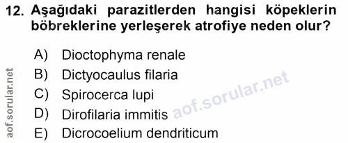 12. soru: Aşağıdaki parazitlerden hangisi köpeklerin böbreklerine yerleşerek atrofiye neden olur? A) Dioctophyma renale B) Dict…
