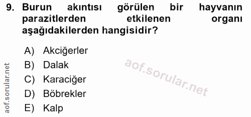 9. soru: Burun akıntısı görülen bir hayvanın parazitlerden etkilenen organı aşağıdakilerden hangisidir? A) Akciğerler B) Dalak…