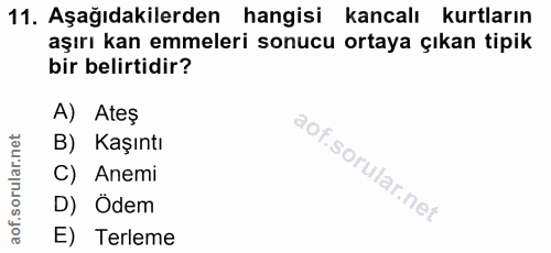11. soru: Aşağıdakilerden hangisi kancalı kurtların aşırı kan emmeleri sonucu ortaya çıkan tipik bir belirtidir? A) Ateş B) Kaş…