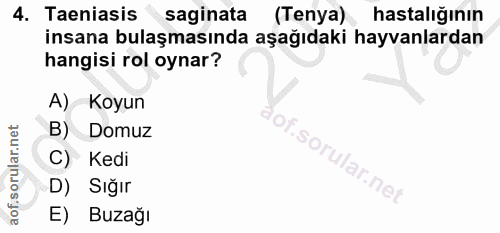 4. soru: Taeniasis saginata (Tenya) hastalığının insana bulaşmasında aşağıdaki hayvanlardan hangisi rol oynar? A) Koyun B) Dom…