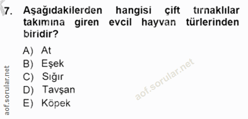 7. soru: Aşağıdakilerden hangisi çift tırnaklılar takımına giren evcil hayvan türlerinden biridir? A) At B) Eşek C) Sığır D) T…