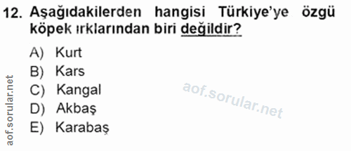 12. soru: Aşağıdakilerden hangisi Türkiye'ye özgü köpek ırklarından biri değildir? A) Kurt B) Kars C) Kangal D) Akbaş E) Karabaş