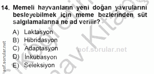 14. soru: Memeli hayvanların yeni doğan yavrularını besleyebilmek için meme bezlerinden süt salgılamalarına ne ad verilir? A) L…