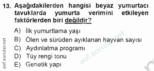 13. soru: Aşağıdakilerden hangisi beyaz yumurtacı tavuklarda yumurta verimini etkileyen faktörlerden biri değildir? A) İlk yumu…