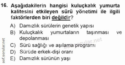 16. soru: Aşağıdakilerin hangisi kuluçkalık yumurta kalitesini etkileyen sürü yönetimi ile ilgili faktörlerden biri değildir? A…