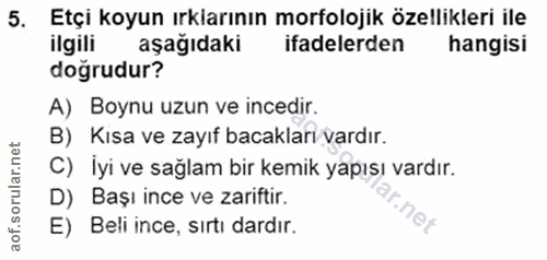 5. soru: Etçi koyun ırklarının morfolojik özellikleri ile ilgili aşağıdaki ifadelerden hangisi doğrudur? A) Boynu uzun ve ince…