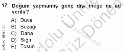 17. soru: Doğum yapmamış genç dişi ineğe ne ad verilir? A) Düve B) Buzağı C) Dana So D) Sığır E) Tosun