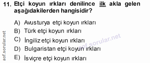 11. soru: Etçi koyun ırkları denilince ilk akla gelen aşağıdakilerden hangisidir? A) Avusturya etçi koyun ırkları B) Türk etçi…