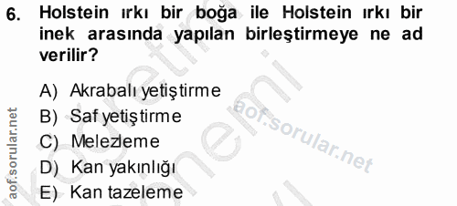 6. soru: Holstein ırkı bir boğa ile Holstein ırkı bir inek arasında yapılan birleştirmeye ne ad verilir? A) Akrabalı yetiştirm…