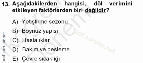13. soru: Aşağıdakilerden hangisi, döl verimini etkileyen faktörlerden biri değildir? A) Yetiştirme sezonu B) Boynuz yapısı C)…